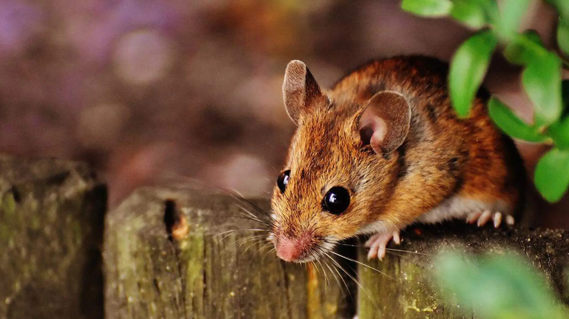 Los ratones son uno de los animales más odiados por la gente debido a diversos motivos, pero algunos los ven con 'ojos de amor'